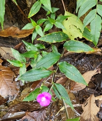 Tradescantia poelliae image