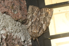 Catocala subnata