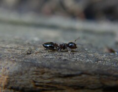 Crematogaster cerasi