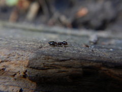 Crematogaster cerasi