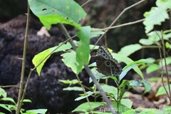 Morpho helenor