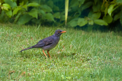 Turdus plumbeus