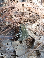 Incilius occidentalis