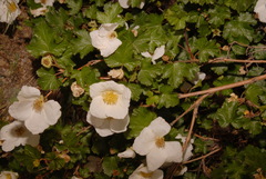 Rubus deliciosus