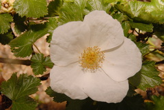 Rubus deliciosus