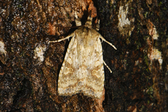 Lithophane bethunei