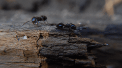 Crematogaster cerasi