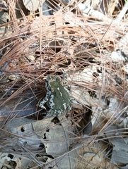 Incilius occidentalis
