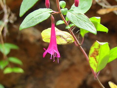 Clinopodium multiflorum
