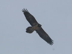 Gypaetus barbatus barbatus