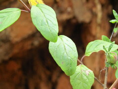 Clinopodium multiflorum