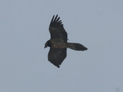 Gypaetus barbatus barbatus