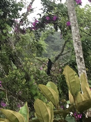 Ramphastos dicolorus