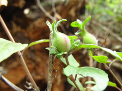 Clinopodium multiflorum