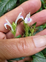 Acanthoideae