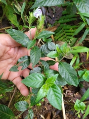 Acanthoideae
