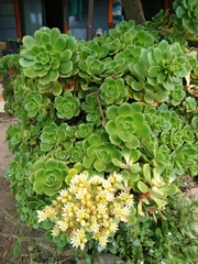 Aeonium haworthii