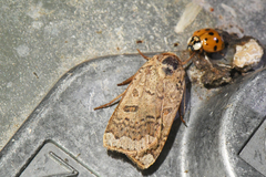 Abagrotis alternata