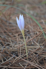 Crocus cancellatus