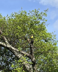 Aves