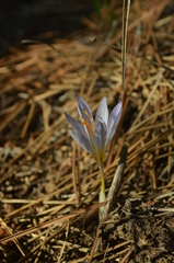 Crocus cancellatus