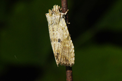 Lithophane patefacta