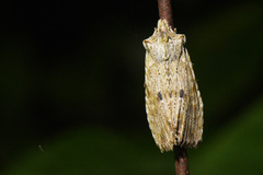 Lithophane patefacta