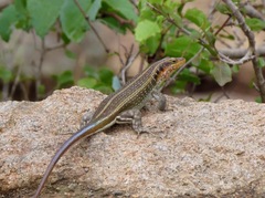 Trachylepis margaritifera