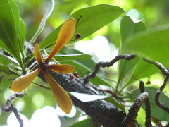 Ancistrocladus heyneanus