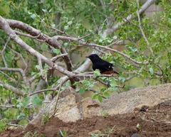 Thamnolaea cinnamomeiventris