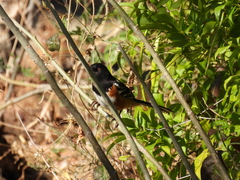 Pipilo maculatus magnirostris