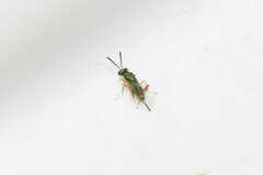 Torymidae