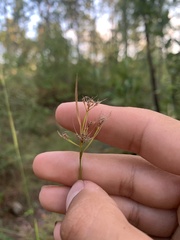 Rhynchospora corniculata