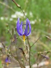 Conanthera bifolia
