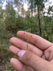 Rhynchospora corniculata