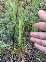 Rhynchospora corniculata