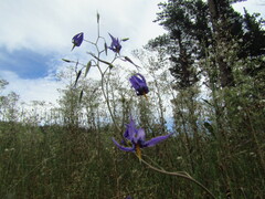 Conanthera bifolia