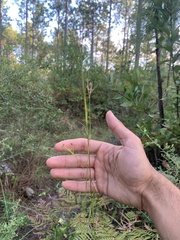 Rhynchospora corniculata