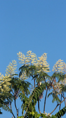 Aralia bipinnata