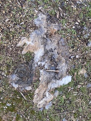 Sylvilagus floridanus