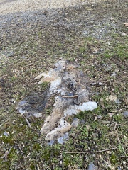 Sylvilagus floridanus