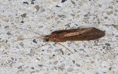 Hydrobiosidae