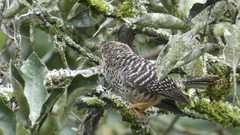 Campylorhynchus zonatus