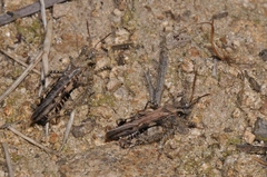 Acrotylus fischeri