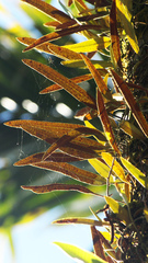 Pyrrosia lingua