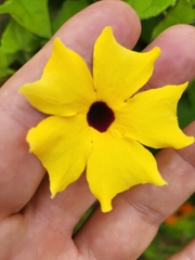 Thunbergia alata image