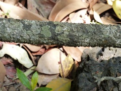 Ancistrocladus heyneanus