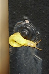 Elisolimax flavescens