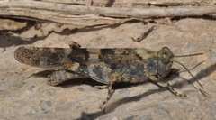 Sphingonotus rubescens