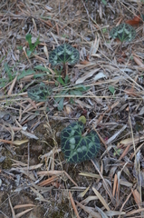Cyclamen graecum graecum